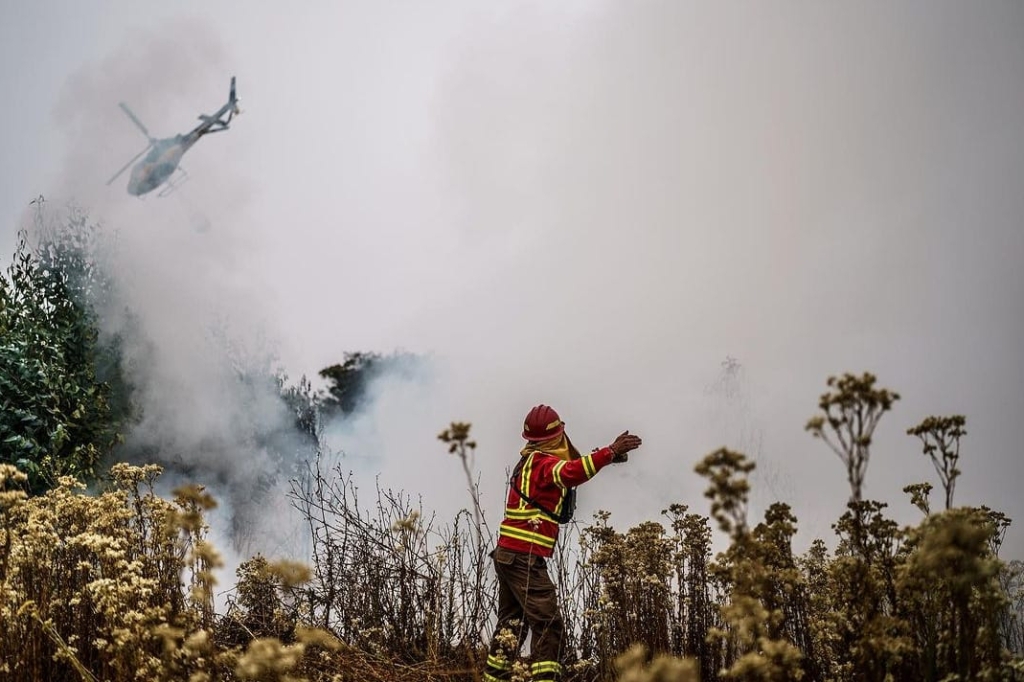 Por incendios forestales, WWF llama con urgencia a tomar medidas profundas e integrales